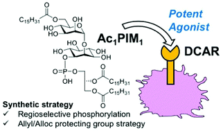 Graphical abstract: The key entity of a DCAR agonist, phosphatidylinositol mannoside Ac1PIM1: its synthesis and immunomodulatory function