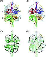 Graphical abstract: Characterization of an SSB–dT25 complex: structural insights into the S-shaped ssDNA binding conformation