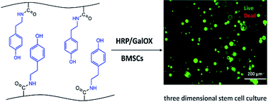Graphical abstract: Dual-enzymatically crosslinked and injectable hyaluronic acid hydrogels for potential application in tissue engineering