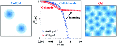 Graphical abstract: Concentration dependence of the dynamics of microgel suspensions investigated by dynamic light scattering