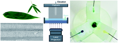 Graphical abstract: Asymmetric micro-ratchets regulated drop dispensing on bamboo mimetic surface
