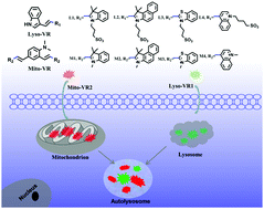 Graphical abstract: Simultaneous imaging of lysosomal and mitochondrial viscosity during mitophagy using molecular rotors with dual-color emission