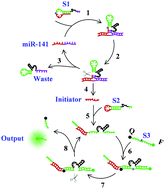 Graphical abstract: A DNAzyme cascade for amplified detection of intracellular miRNA
