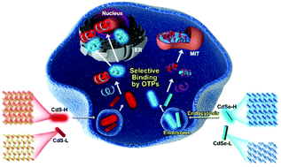 Graphical abstract: Targeting specific cell organelles with different-faceted nanocrystals that are selectively recognized by organelle-targeting peptides