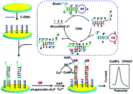 Graphical abstract: Catalytic hairpin assembly-based electrochemical biosensor with tandem signal amplification for sensitive microRNA assay
