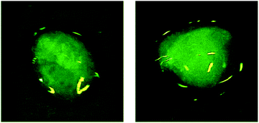 Graphical abstract: Tuning the properties of hydrogels made from poly(acrylic acid) and calcium salts