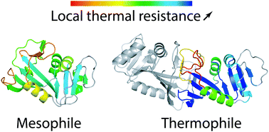 Graphical abstract: Differences in thermal structural changes and melting between mesophilic and thermophilic dihydrofolate reductase enzymes