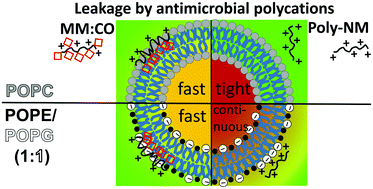 Graphical abstract: Hidden complexity in membrane permeabilization behavior of antimicrobial polycations