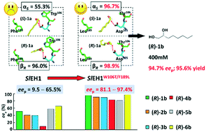 Graphical abstract: Manipulating the regioselectivity of a Solanum lycopersicum epoxide hydrolase for the enantioconvergent synthesis of enantiopure alkane- and alkene-1,2-diols