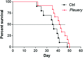 Graphical abstract: JNK pathway and heat shock response mediate the survival of C26 colon carcinoma bearing mice fed with the mushroom Pleurotus eryngii var. eryngii without affecting tumor growth or cachexia