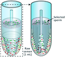 Graphical abstract: Selection of high-quality sperm with thousands of parallel channels