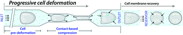 Graphical abstract: Efficient and gentle delivery of molecules into cells with different elasticity via Progressive Mechanoporation