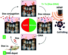 Graphical abstract: Injectable DNA-architected nanoraspberry depot-mediated on-demand programmable refilling and release drug delivery