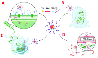 Graphical abstract: Development of polycationic micelles as an efficient delivery system of antibiotics for overcoming the biological barriers to reverse multidrug resistance in Escherichia coli