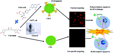 Graphical abstract: Two-photon active nucleus-targeting carbon dots: enhanced ROS generation and photodynamic therapy for oral cancer