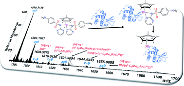 Graphical abstract: Experimental and DFT studies of sulfadiazine ‘piano-stool’ Ru(ii) and Rh(iii) complexes