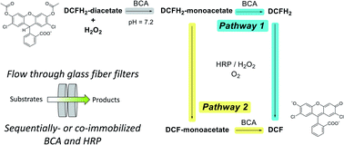 Graphical abstract: A two-enzyme cascade reaction consisting of two reaction pathways. Studies in bulk solution for understanding the performance of a flow-through device with immobilised enzymes