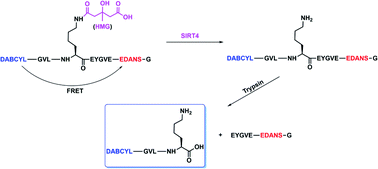 Graphical abstract: Development of a mitochondrial sirtuin 4 FRET assay based on its activity for removing 3-hydroxy-3-methylglutaryl (HMG) modification