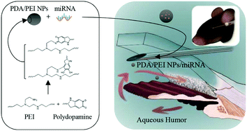 Graphical abstract: A miRNA stabilizing polydopamine nano-platform for intraocular delivery of miR-21-5p in glaucoma therapy