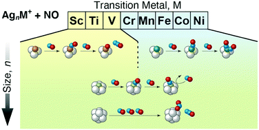 Graphical abstract: Reaction of nitric oxide molecules on transition-metal-doped silver cluster cations: size- and dopant-dependent reaction pathways
