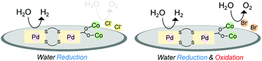Graphical abstract: A chromotropic PtIIPdIICoII coordination polymer with dual electrocatalytic activity for water reduction and oxidation