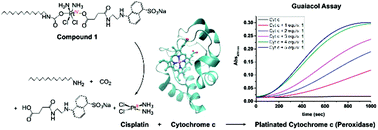 Graphical abstract: Interactions between mitochondria-damaging platinum(iv) prodrugs and cytochrome c