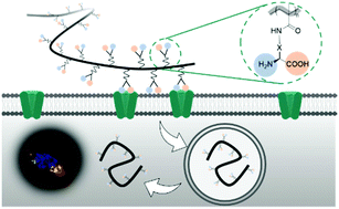 Graphical abstract: Internalization into cancer cells of zwitterionic amino acid polymers via amino acid transporter recognition