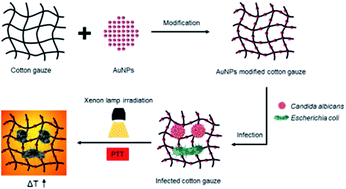 Graphical abstract: Synthesis of photothermal antimicrobial cotton gauze using AuNPs as photothermal transduction agents