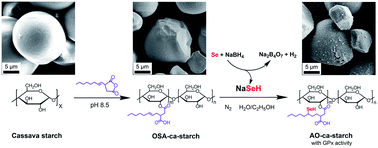Graphical abstract: Preparation and catalytic behavior of antioxidant cassava starch with selenium active sites and hydrophobic microenvironments