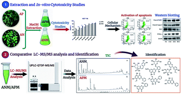 Graphical abstract: A comparative assessment of in vitro cytotoxic activity and phytochemical profiling of Andrographis nallamalayana J.L.Ellis and Andrographis paniculata (Burm. f.) Nees using UPLC-QTOF-MS/MS approach