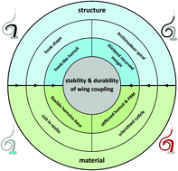 Graphical abstract: The combination of structure and material distribution ensures functionality of the honeybee wing-coupling mechanism