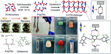 Graphical abstract: A gentamicin-thioctic acid multifunctional hydrogel for accelerating infected wound healing