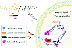 Graphical abstract: Legumain-mediated self-assembly of a 131I-labelled agent for targeted radiotherapy of tumors