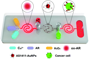 Graphical abstract: A cascade Fermat spiral microfluidic mixer chip for accurate detection and logic discrimination of cancer cells