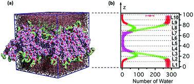 Graphical abstract: Diffusion characteristics of water molecules in a lamellar structure formed by triblock copolymers