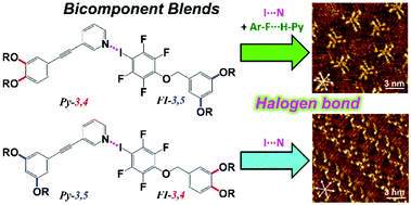 Graphical abstract: Halogen bond-directed self-assembly in bicomponent blends at the solid/liquid interface: effect of the alkyl chain substitution position