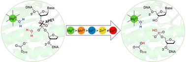 Graphical abstract: The metal dependence of single-metal mediated phosphodiester bond cleavage: a QM/MM study of a multifaceted human enzyme