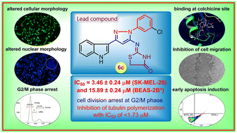 Graphical abstract: Design, synthesis and in vitro cytotoxicity evaluation of indolo–pyrazoles grafted with thiazolidinone as tubulin polymerization inhibitors