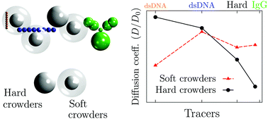 Graphical abstract: How macromolecules softness affects diffusion under crowding