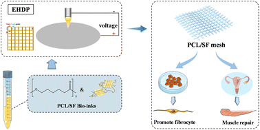 Graphical abstract: A novel 3D printed type II silk fibroin/polycaprolactone mesh for the treatment of pelvic organ prolapse