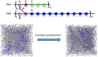 Graphical abstract: Molecular dynamics simulation and non-isothermal crystallization kinetics of polyamide 4 and different bio-based polyamide blends