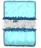 Graphical abstract: Modelling the effects of E/Z photoisomerization of a cyclocurcumin analogue on the properties of cellular lipid membranes