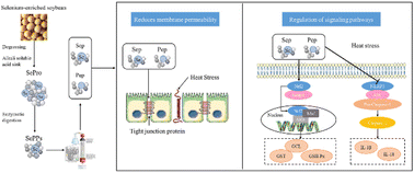 Graphical abstract: Selenium-enriched peptides identified from selenium-enriched soybean protein hydrolysate: protective effects against heat damage in Caco-2 cells