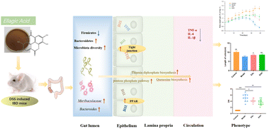 Graphical abstract: The alleviating effect of ellagic acid on DSS-induced colitis via regulating gut microbiomes and gene expression of colonic epithelial cells
