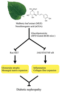 Graphical abstract: Mulberry leaf extract and neochlorogenic acid ameliorate glucolipotoxicity-induced diabetic nephropathy in high-fat diet-fed db/db mice