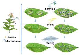 Graphical abstract: Effectively enhancing topical delivery of agrochemicals onto plant leaves with nanocelluloses