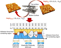Graphical abstract: An experimental and numerical study on adhesion force at the nanoscale