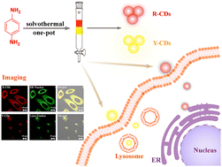 Graphical abstract: One-pot preparation of long-wavelength carbon dots with targeting ability toward different organelles