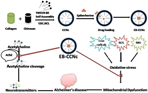 Graphical abstract: Nanosized epiberberine-loaded chitosan-collagen nanocomposites: synthesis and evaluation of their cognitive and AChE inhibition enhancing potential in a scopolamine-induced amnesia rat model