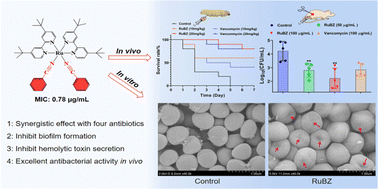 Graphical abstract: Synthesis and anti-infective potency study of a Ru-based complex bearing benzonitrile against Staphylococcus aureus